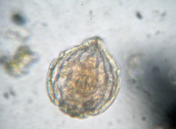 Microscopia (quasi) 